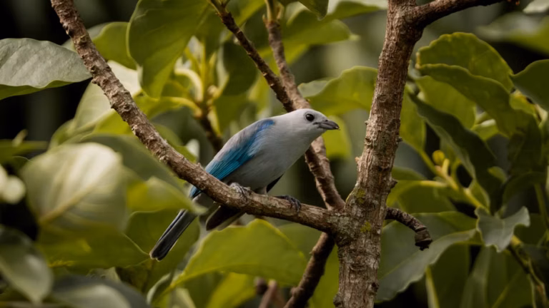 Gen Z embraces birding as UK bird population declines
