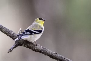 Gen Z turns to birding amid UK bird population decline