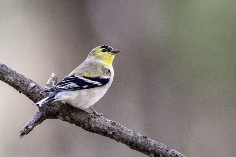Gen Z turns to birding amid UK bird population decline
