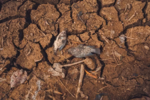 Global hunger declines for third year but regional gaps persist, UN report says