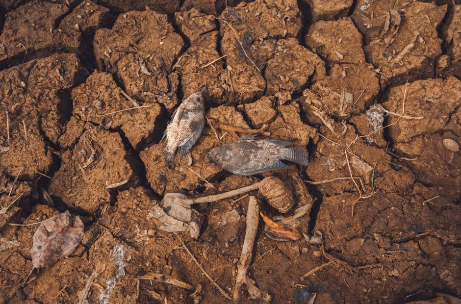 Global hunger declines for third year but regional gaps persist, UN report says