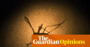 Google seeks US approval for 32 million sterile mosquito release; Australian trial offers lessons
