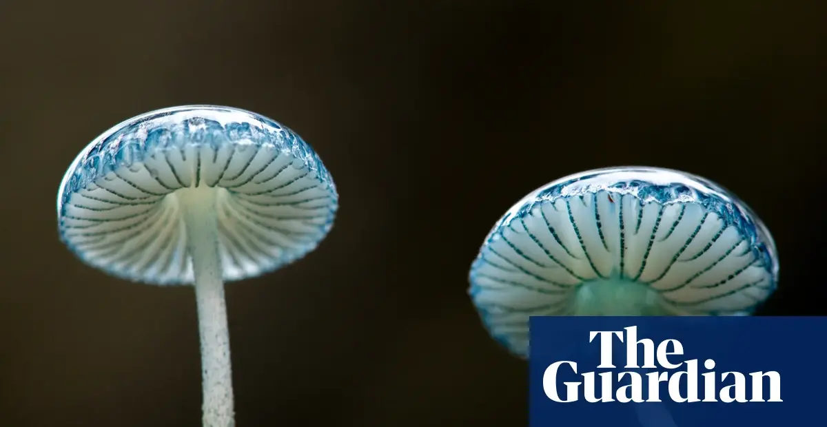 Mycologist-led workshop explores fungi in Tasmania's Tarkine rainforest