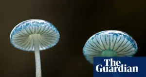 Mycologist-led workshop explores fungi in Tasmania's Tarkine rainforest