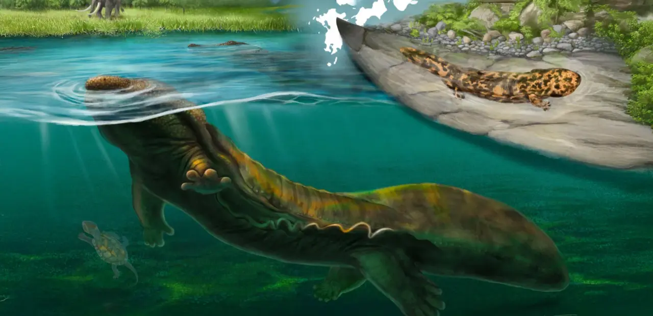 New giant salamander species identified from 3.5-million-year-old fossils in Japan