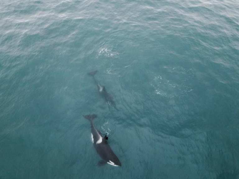 Orcas Filmed Ramming Sunfish Into Fragments in New Hunting Behavior