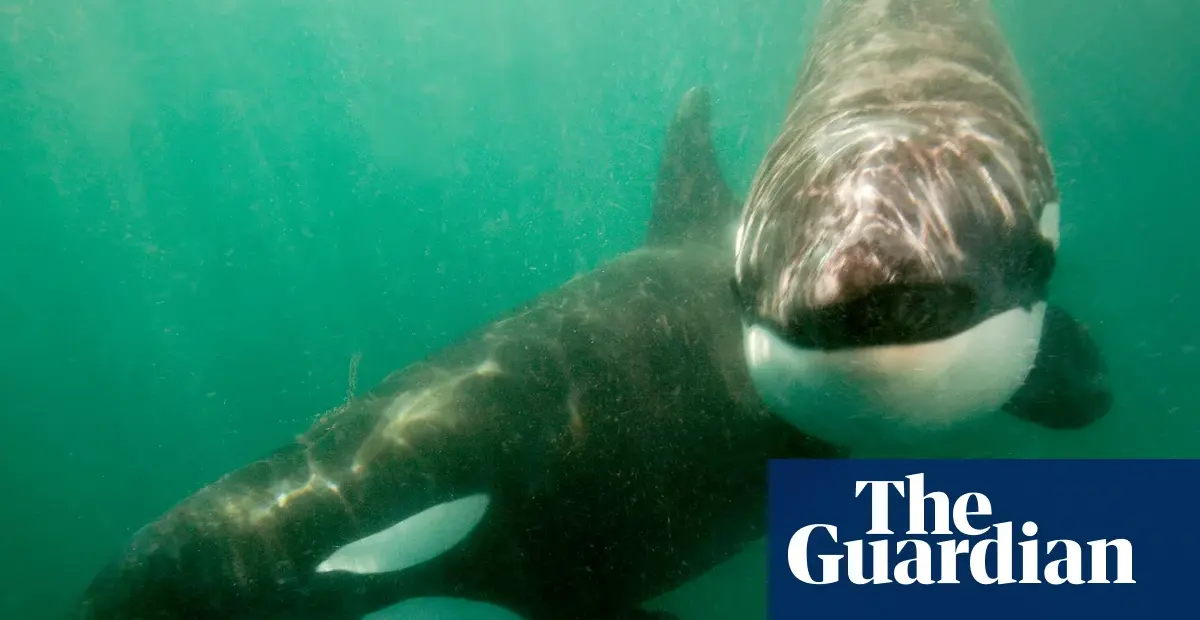 Orcas Observed Ramming Sunfish Carcasses Until They Explode