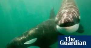 Orcas Observed Ramming Sunfish Carcasses Until They Explode