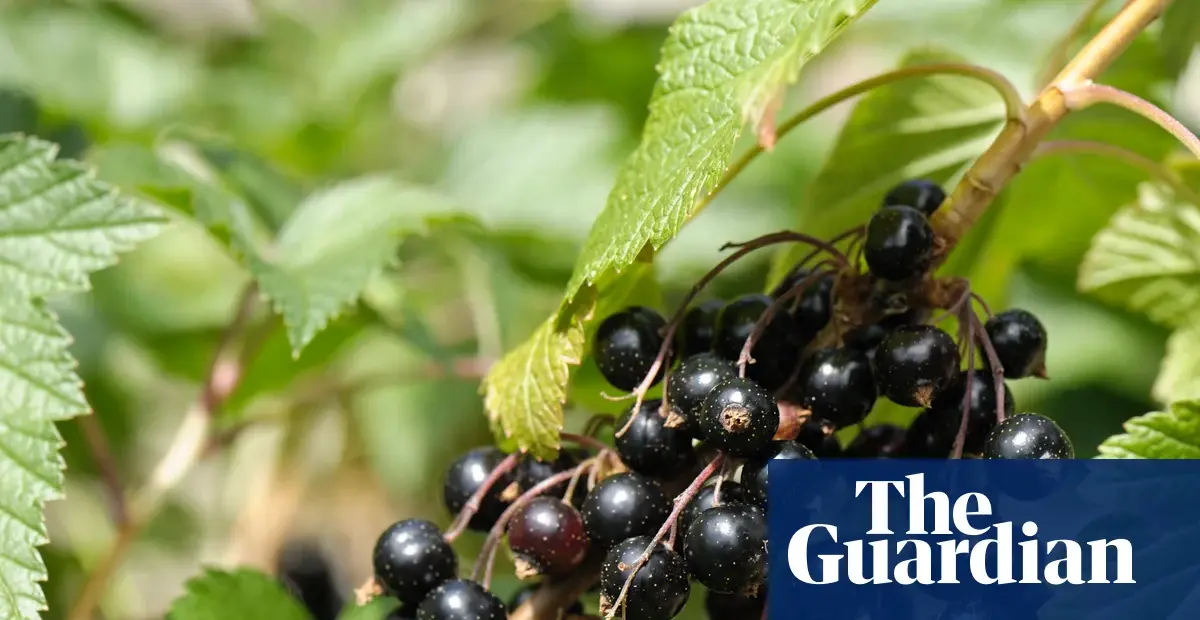 Ribena owner invests £200,000 to develop hardier blackcurrant bushes