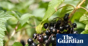 Ribena owner invests £200,000 to develop hardier blackcurrant bushes