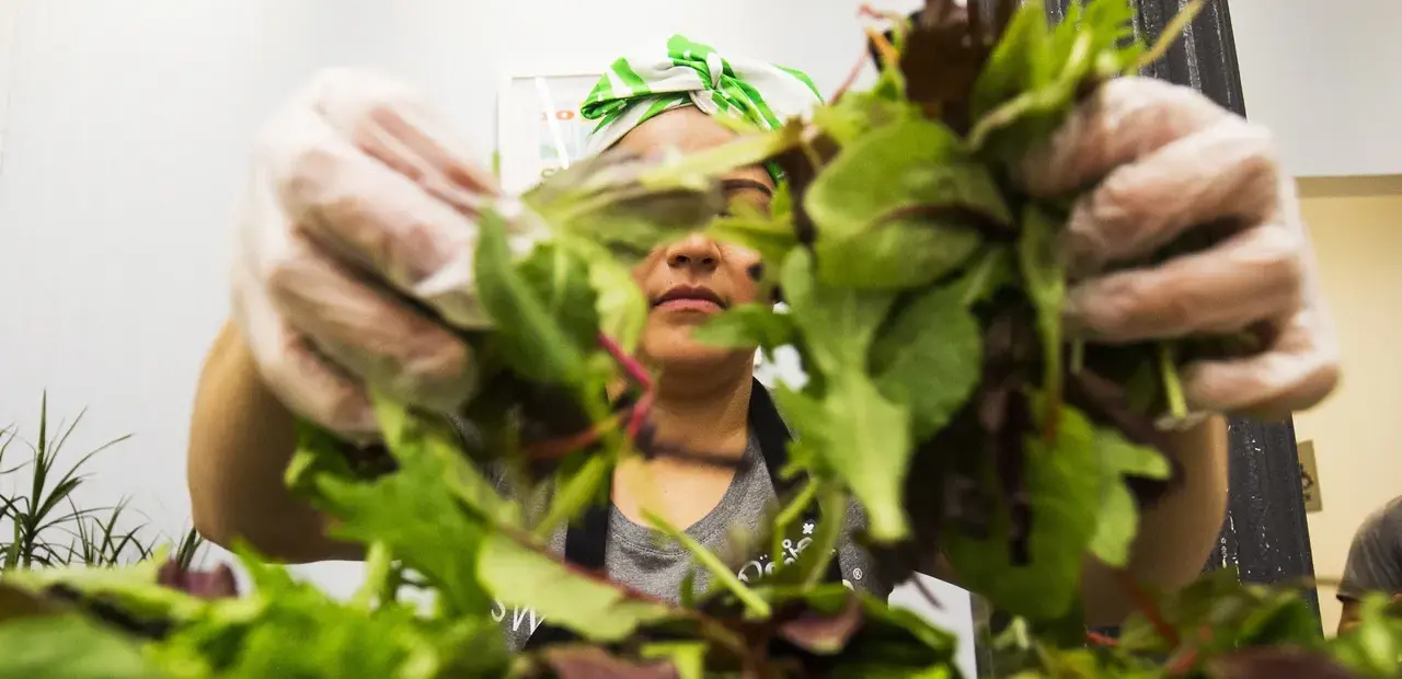 Salad Chains See Foot Traffic Drop Amid Cyclospora Outbreak Fears