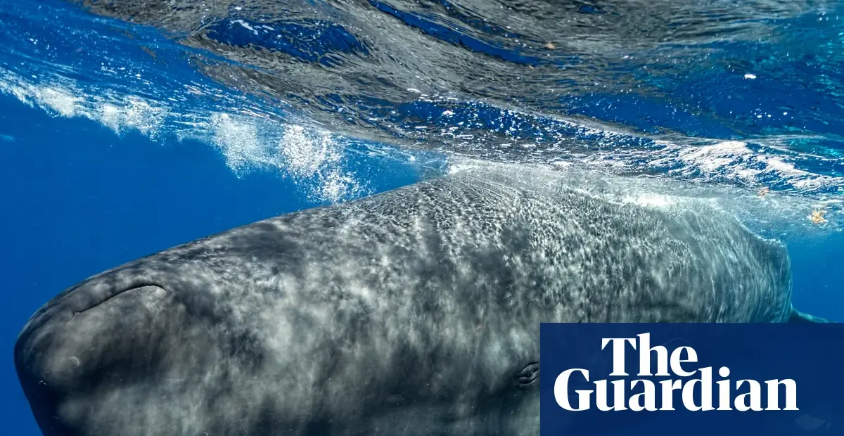 Sperm whales alter click patterns when boats are near, study finds