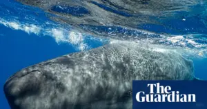 Sperm whales alter click patterns when boats are near, study finds
