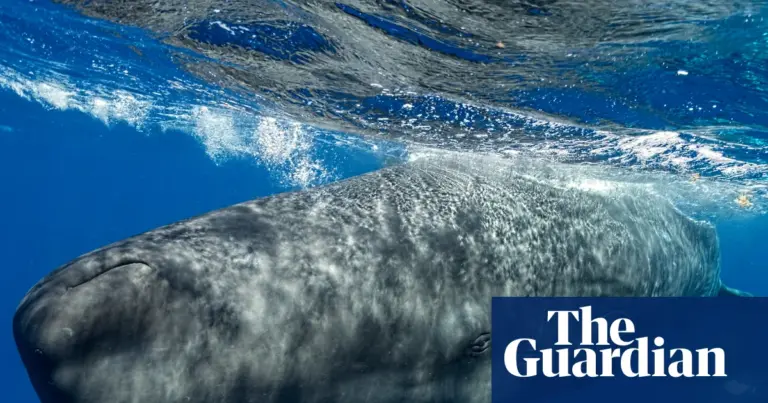 Sperm whales alter click patterns when boats are near, study finds