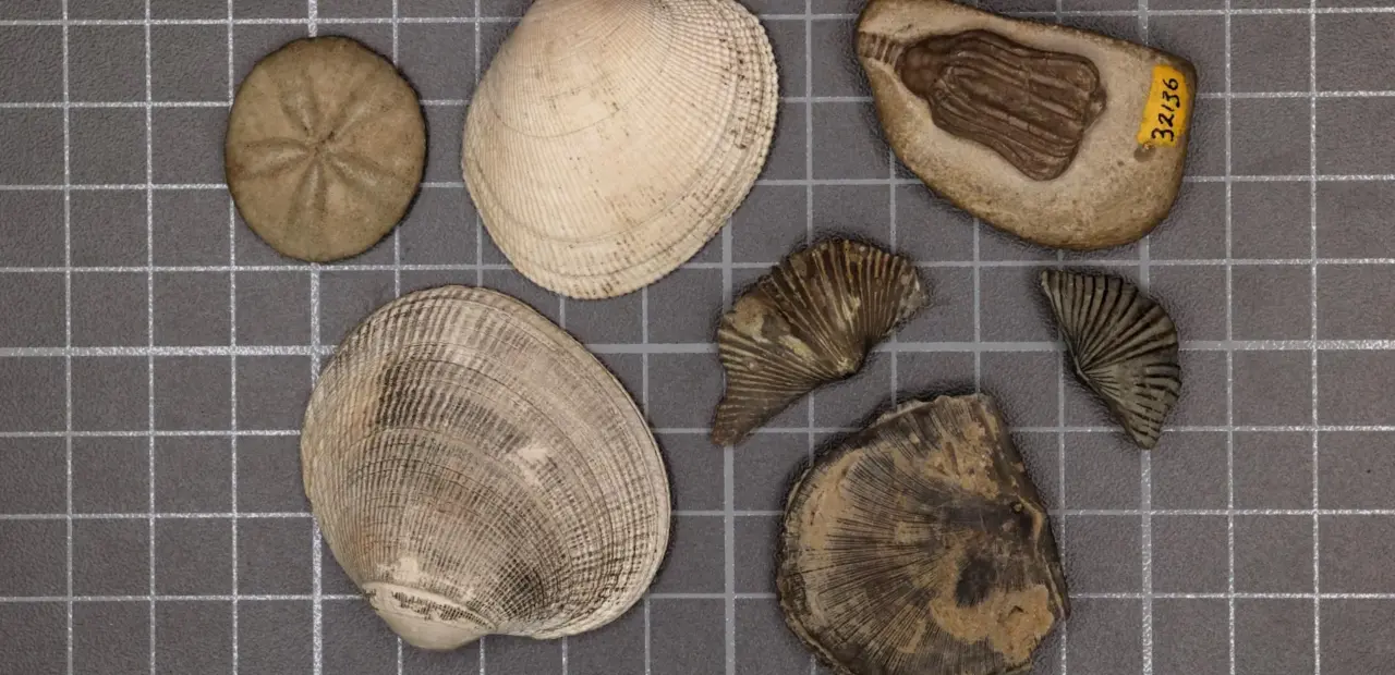 Stanford study explains why clams replaced brachiopods after Great Dying