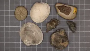 Stanford study explains why clams replaced brachiopods after Great Dying