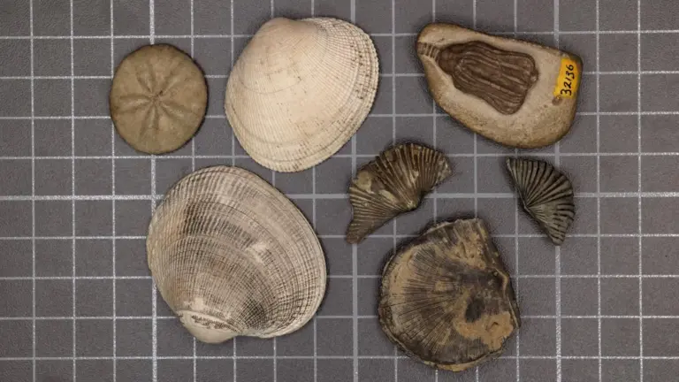 Stanford study explains why clams replaced brachiopods after Great Dying