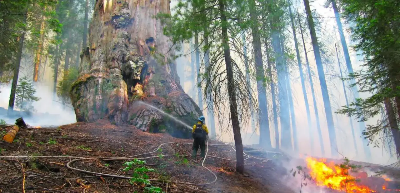 Study: Prescribed burns boosted giant sequoia survival in extreme wildfires