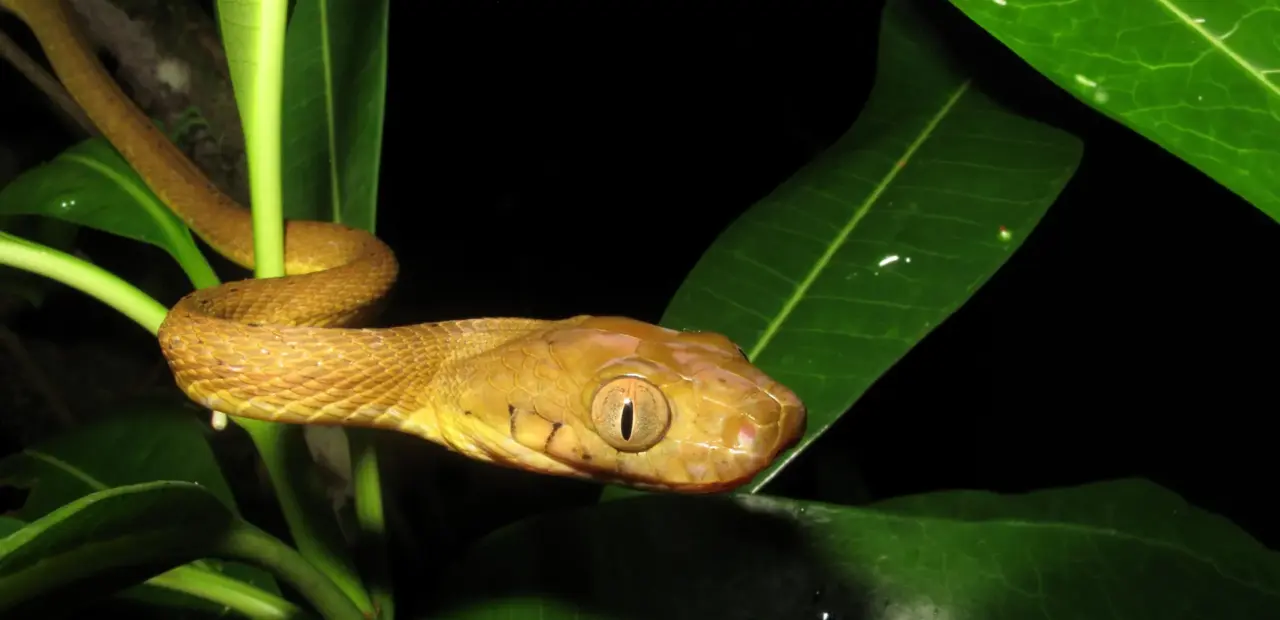 Study finds hidden genetic diversity helped brown tree snakes invade Guam