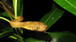 Study finds hidden genetic diversity helped brown tree snakes invade Guam