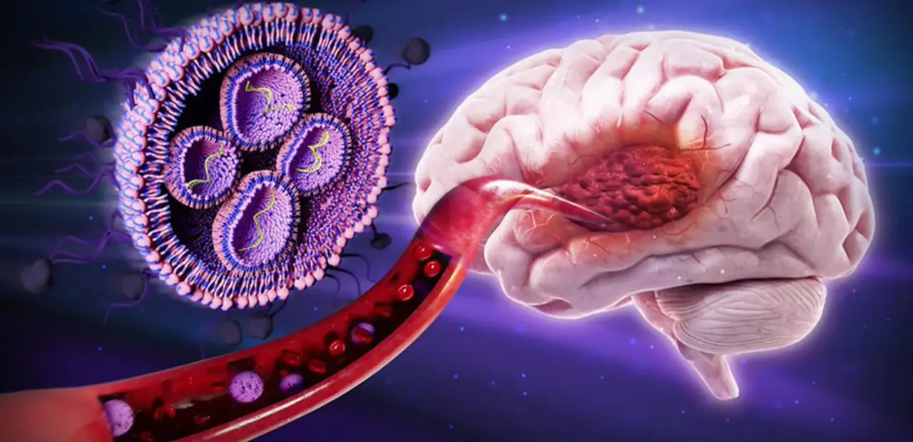 Sugar-coated nanoparticles boost brain cancer survival in mice