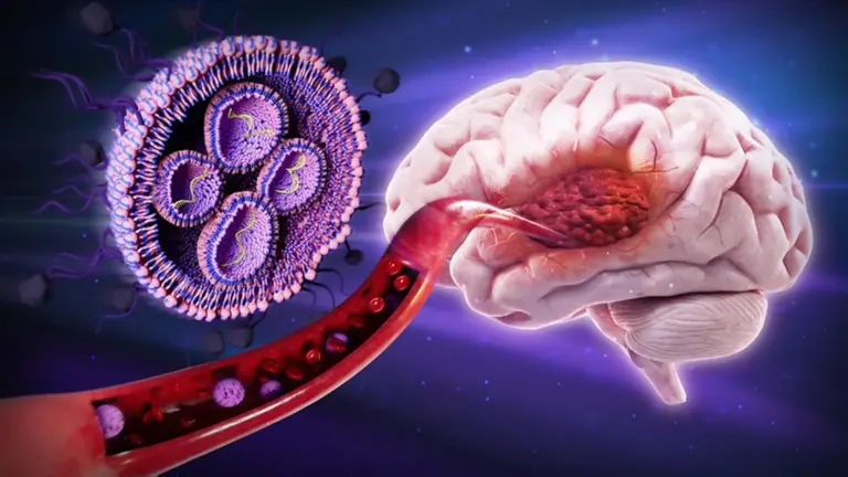 Sugar-coated nanoparticles boost brain cancer survival in mice