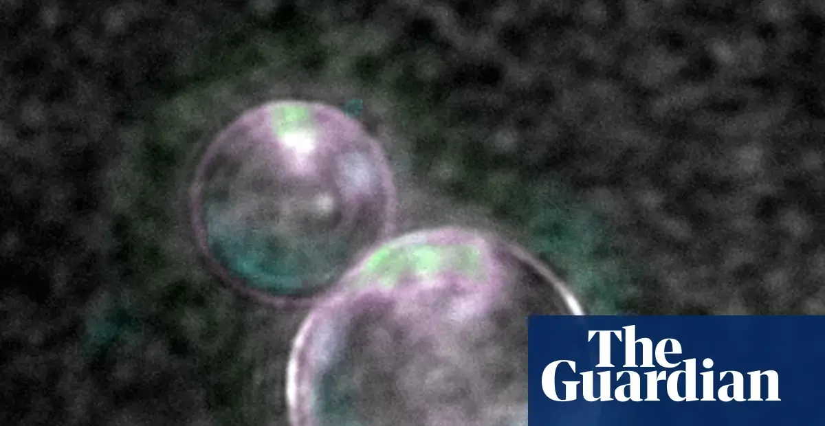 Synthetic Cells Built From Scratch Grow and Divide in Lab