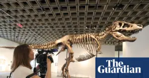 T rex skeleton auction raises concerns among scientists
