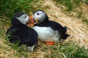 Thursday Assorted Links: Puffins, AI, and Whales