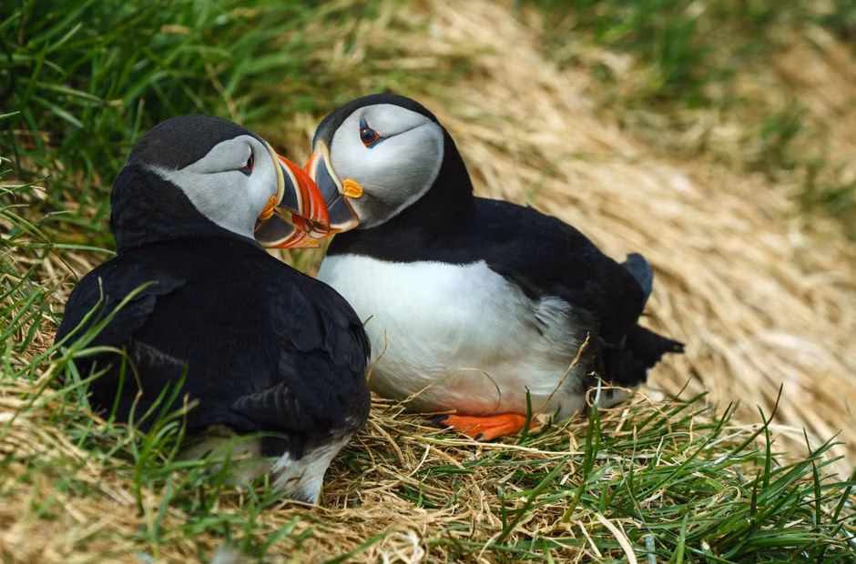 Thursday Assorted Links: Puffins, AI, and Whales