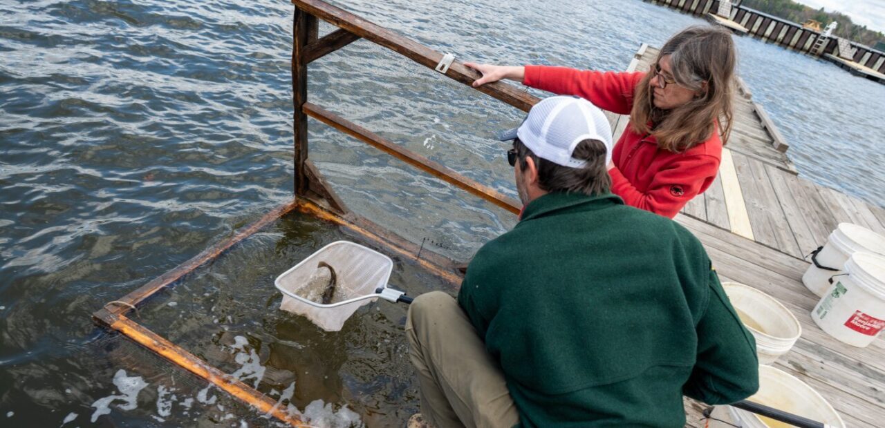Transmissible cancer found spreading among catfish in Vermont lake