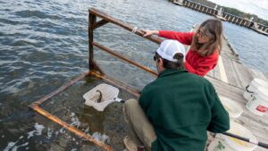 Transmissible cancer found spreading among catfish in Vermont lake