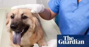 UK considers £21 cap on pet prescriptions in vet sector reforms